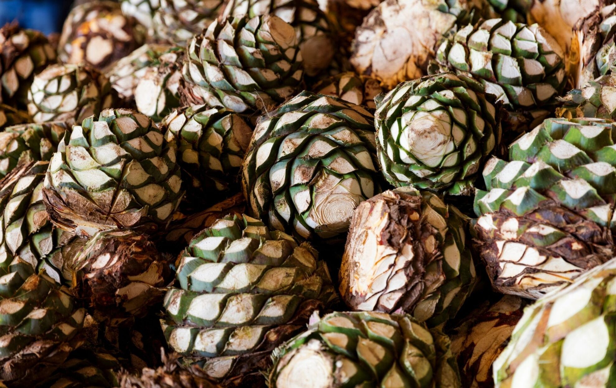 ¿Cómo se hace el Tequila? ¿Cómo se hace el Tequila?